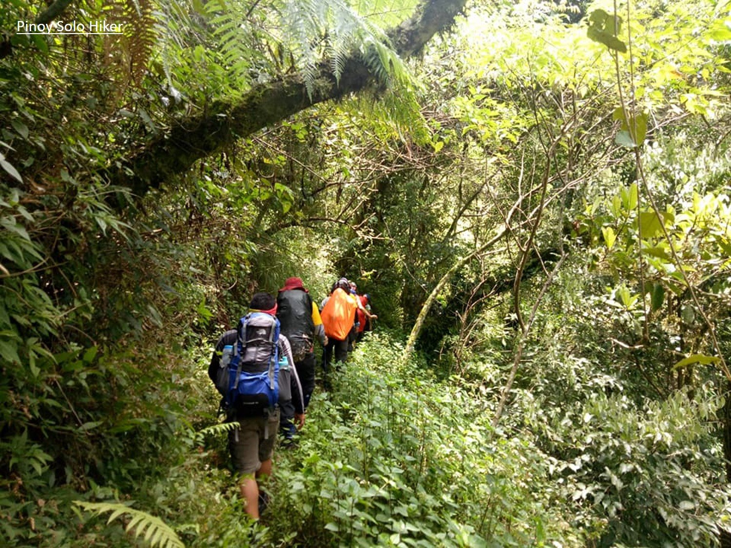 7-Day Mount Kilimanjaro Climb via Rongai Route | Serengeti Soul Adventures