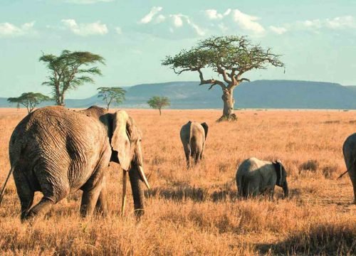 Tarangire National Park with Serengeti Soul Adventure