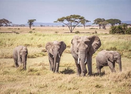 Serengeti National Park with Serengeti Soul Adventure