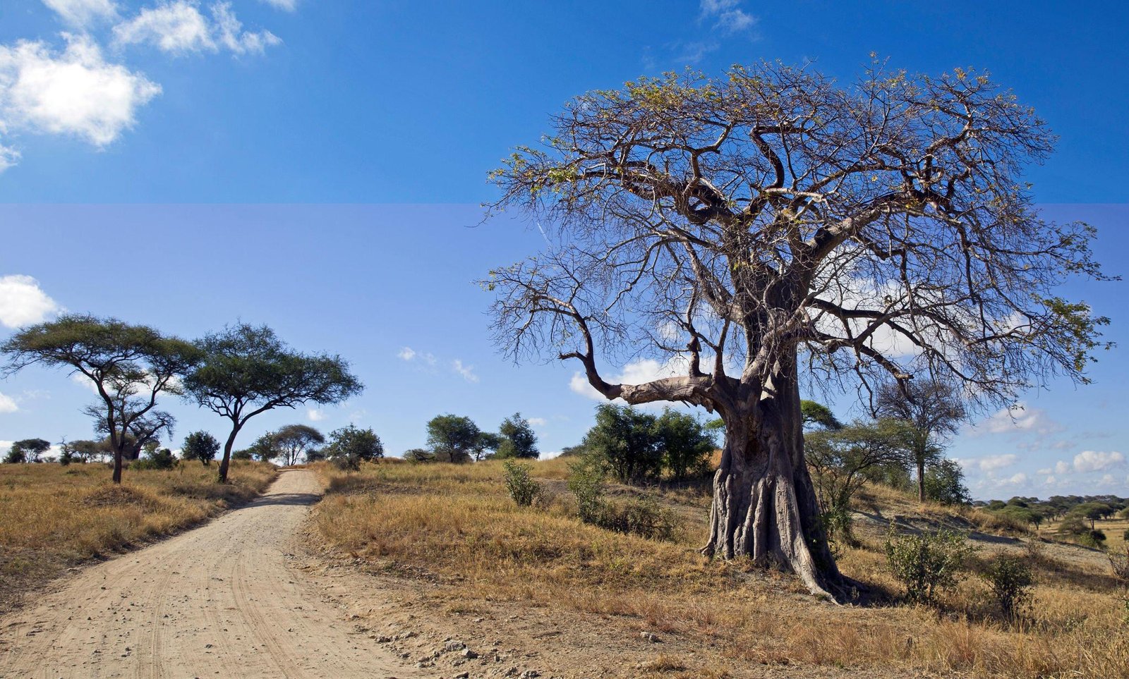 Tanzania safari and Zanzibar beach holiday