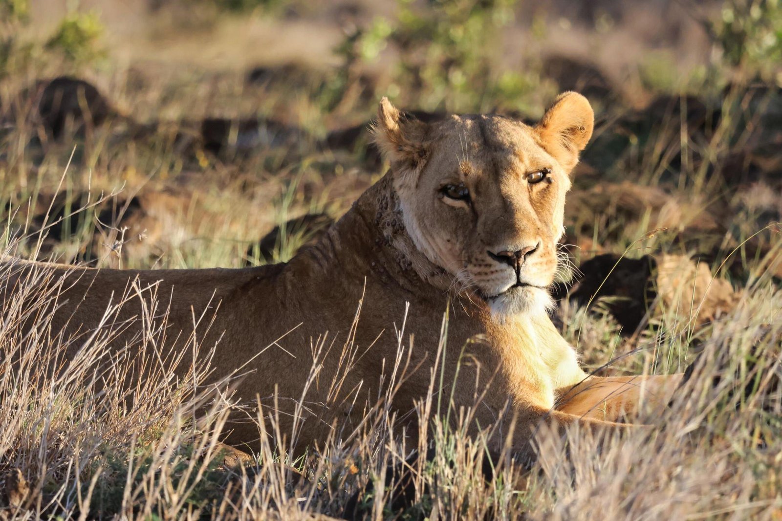 Family safari in Tanzania national parks