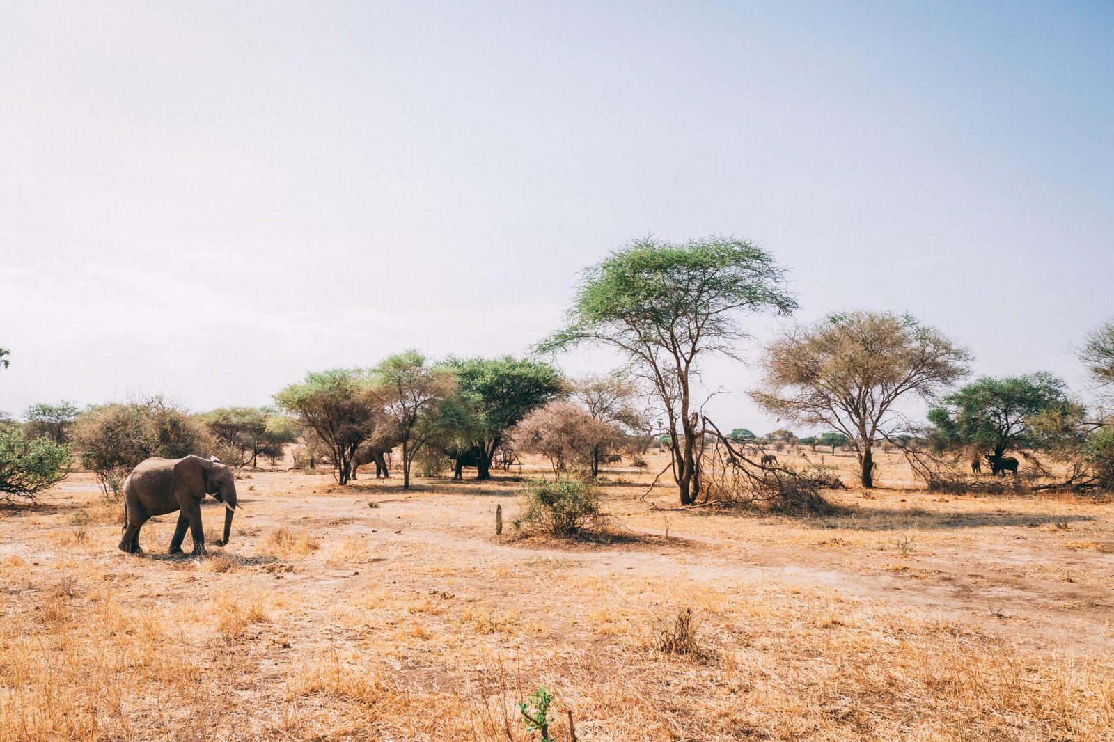Northern Tanzania wildlife safari