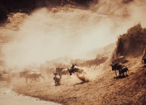 7-Day Great Migration Safari in Northern Serengeti | Serengeti Soul Adventures