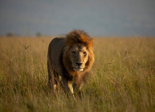 5-Day Tanzania Volunteer & Wildlife Photography Experience