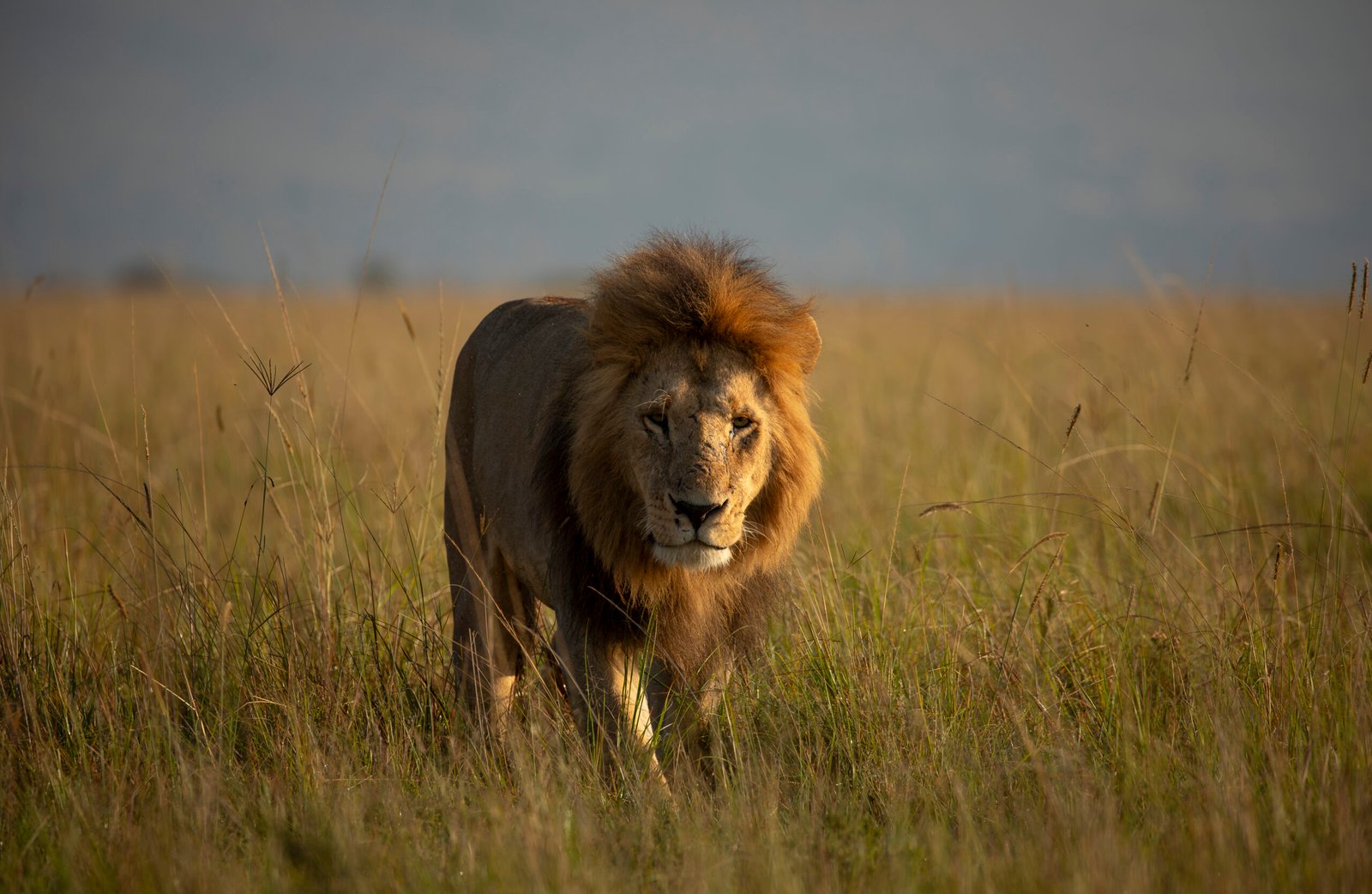 Tanzania safari experience with Serengeti Soul Adventure