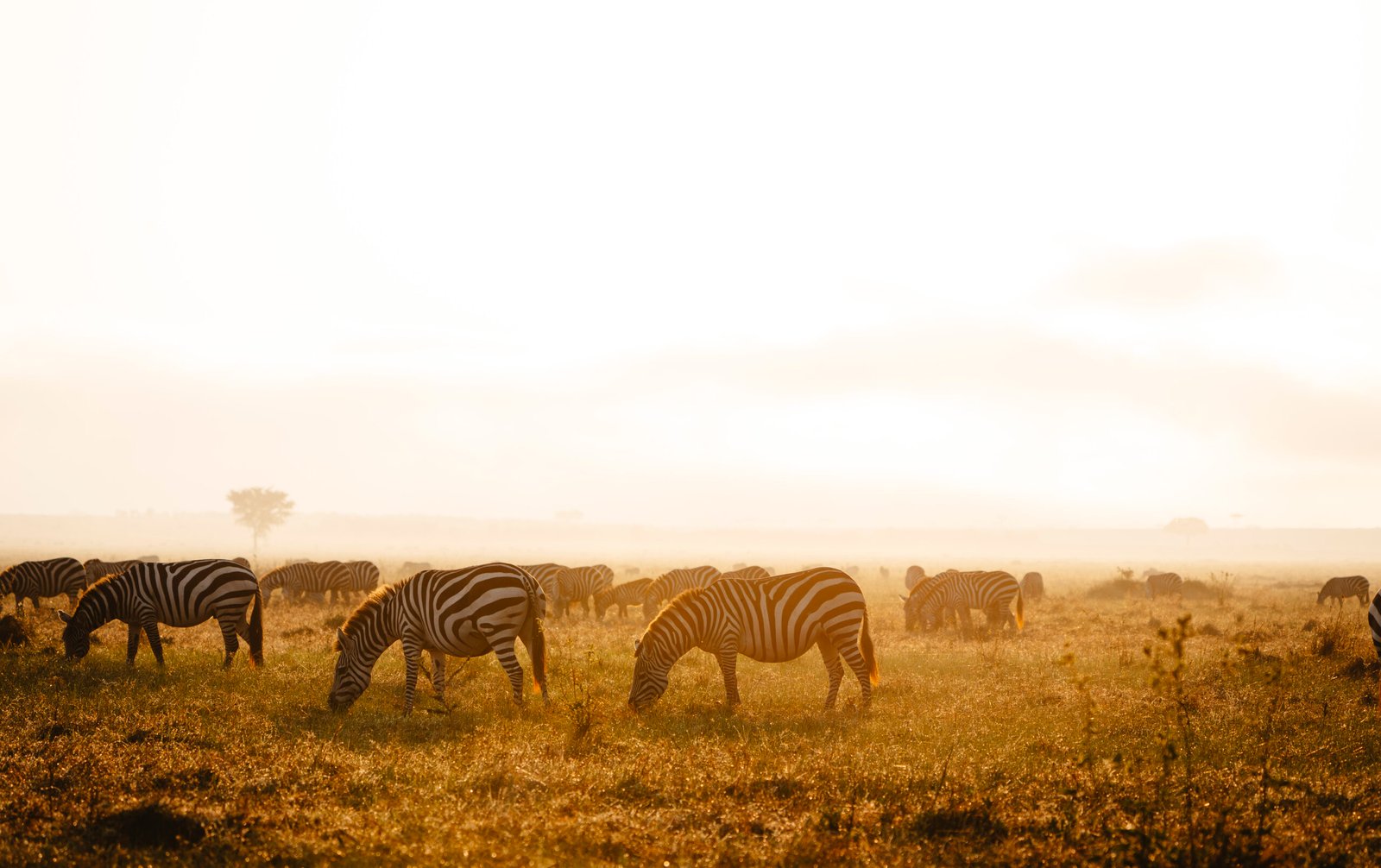 Tanzania safari wildlife experience