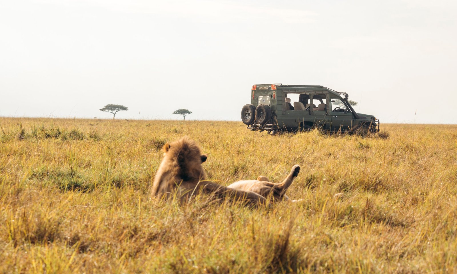 Safari game drive in Serengeti and Ngorongoro