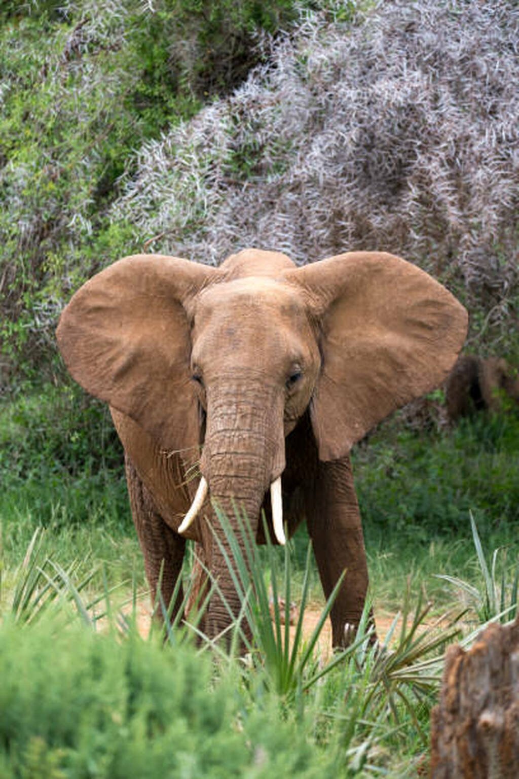 Tarangire National Park 