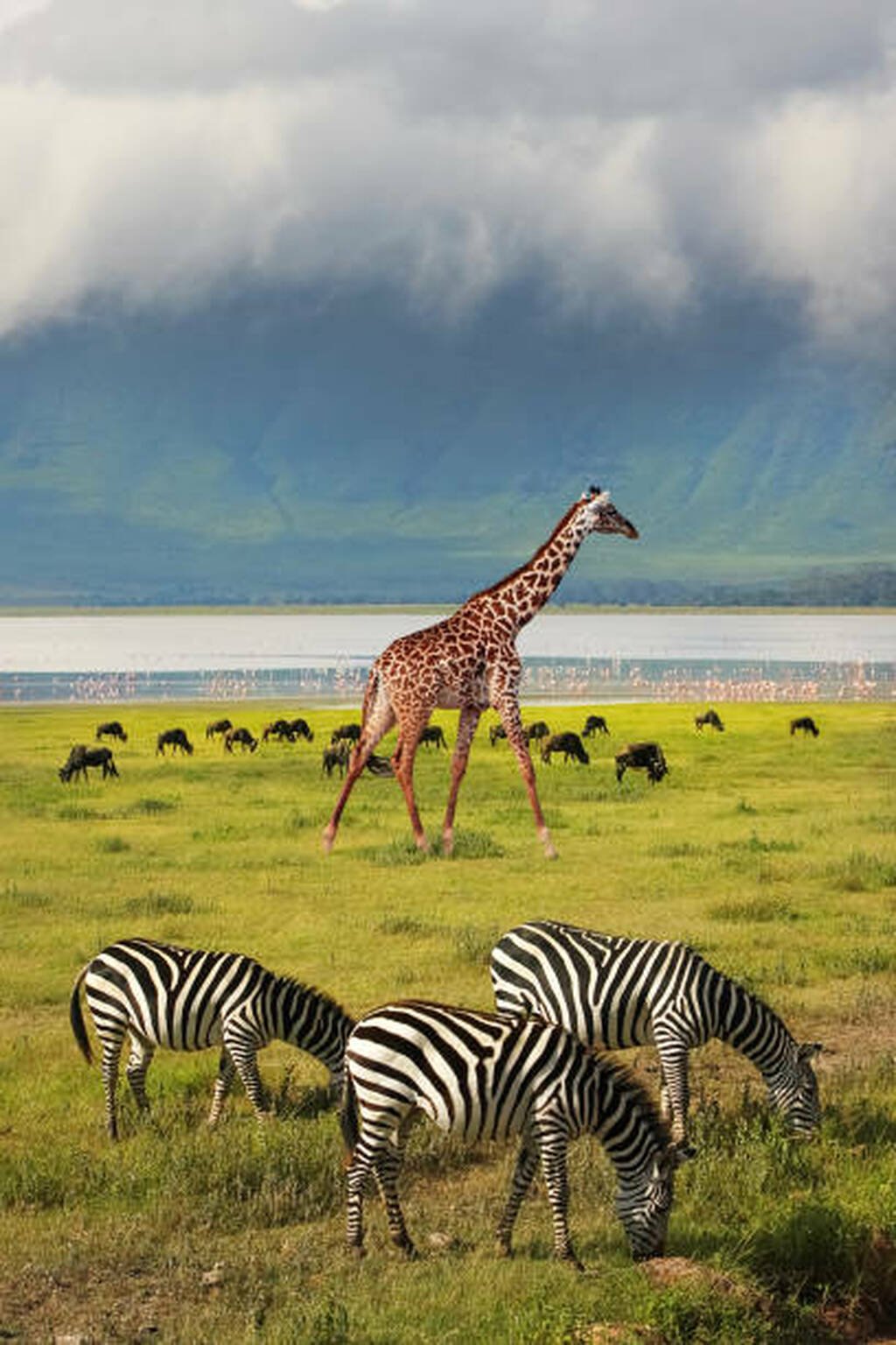 Elephants on a Tanzania safari with Serengeti Soul Adventure