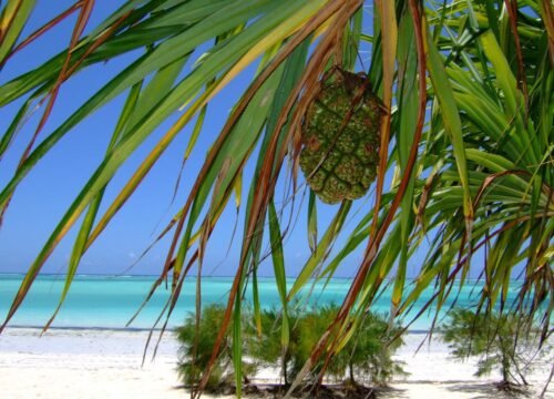 5-Day Zanzibar Beach & Stone Town Holiday | Serengeti Soul Adventures