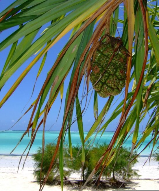 5-Day Zanzibar Beach & Stone Town Holiday | Serengeti Soul Adventures