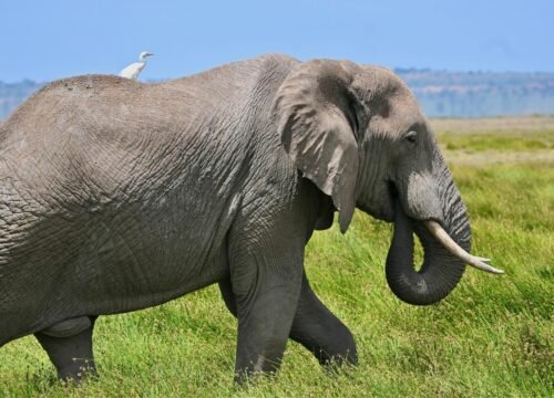 Ngorongoro Conservation Area with Serengeti Soul Adventure