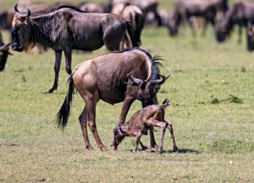 7-Day Ndutu Calving Season Safari | Great Migration Tanzania